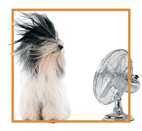 dog sitting in front of a fan