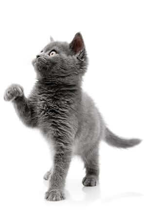 gray cat lifting its paw