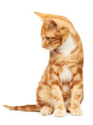 orange cat sitting