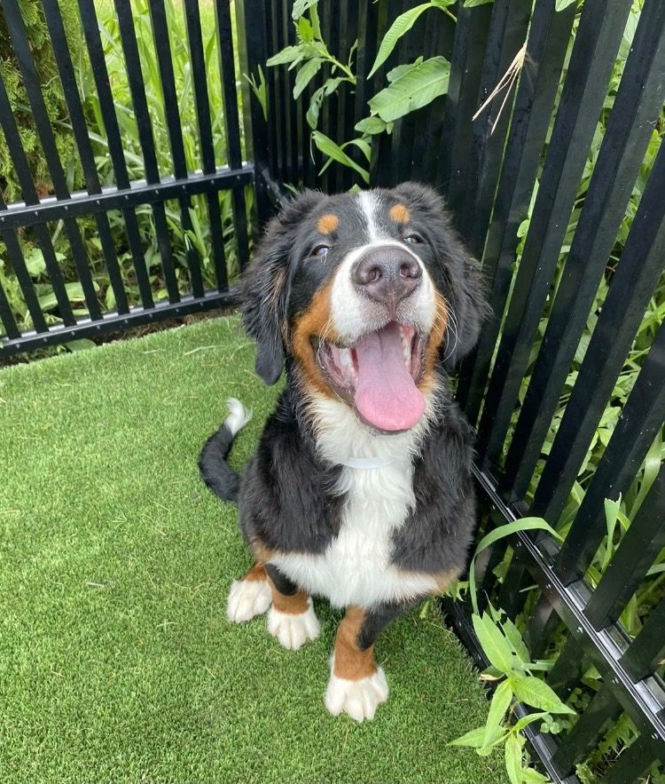 happy big dog in yard