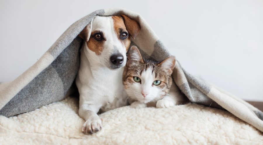 Spay and Neuter - Coyne Veterinary Center - Westfield puppy and kitten under blanket together