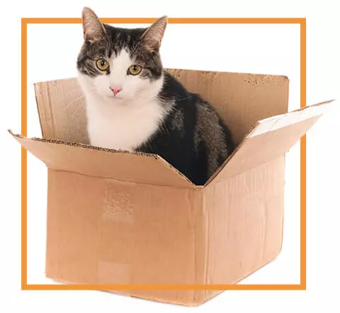 cat in cardboard box