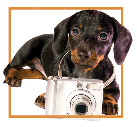 dog with a camera