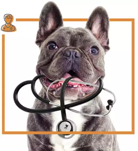 french-bulldog-with-stethescope