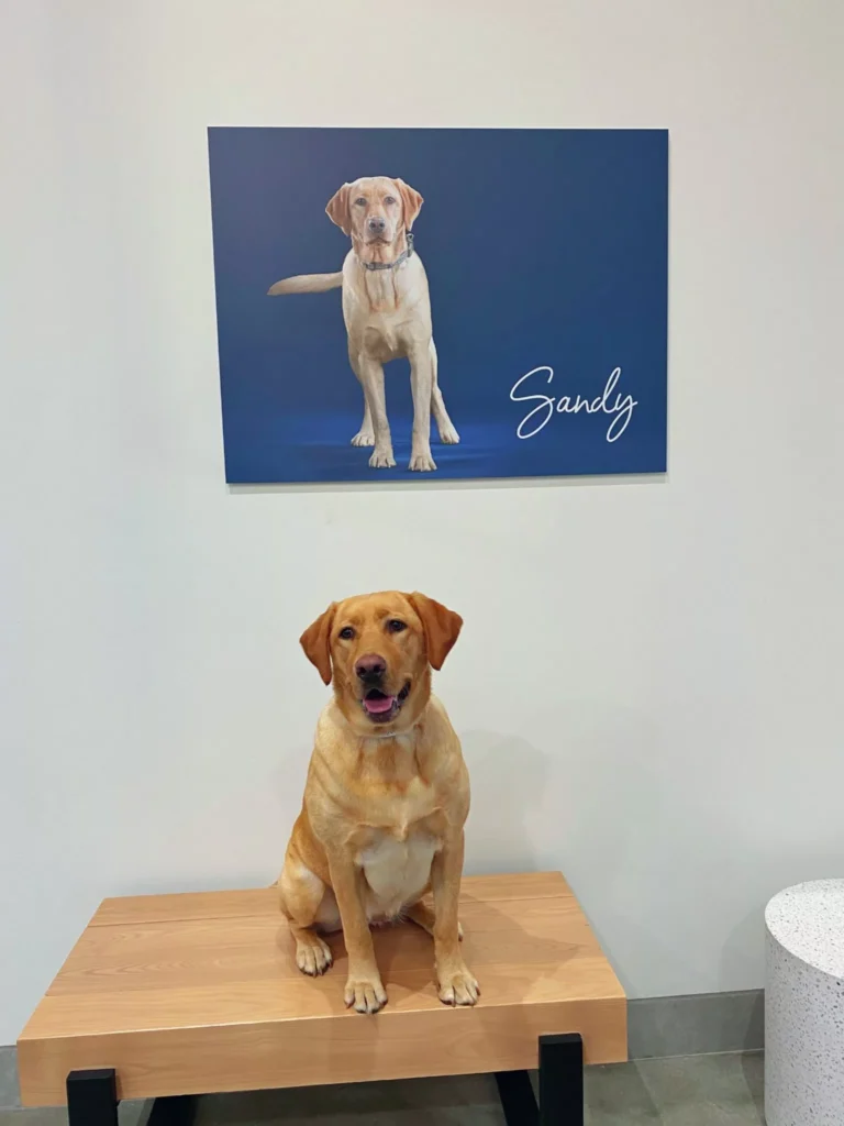 sandy the dog, a lab dog, sitting on a chair underneath a portrait depicting sandy standing on an elegant blue backdrop.