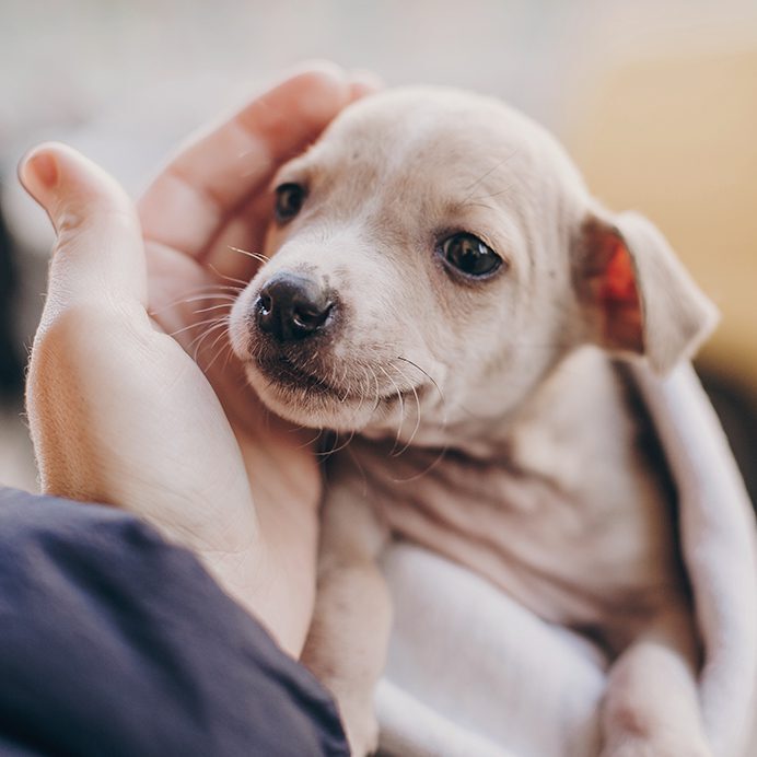 puppy adoption